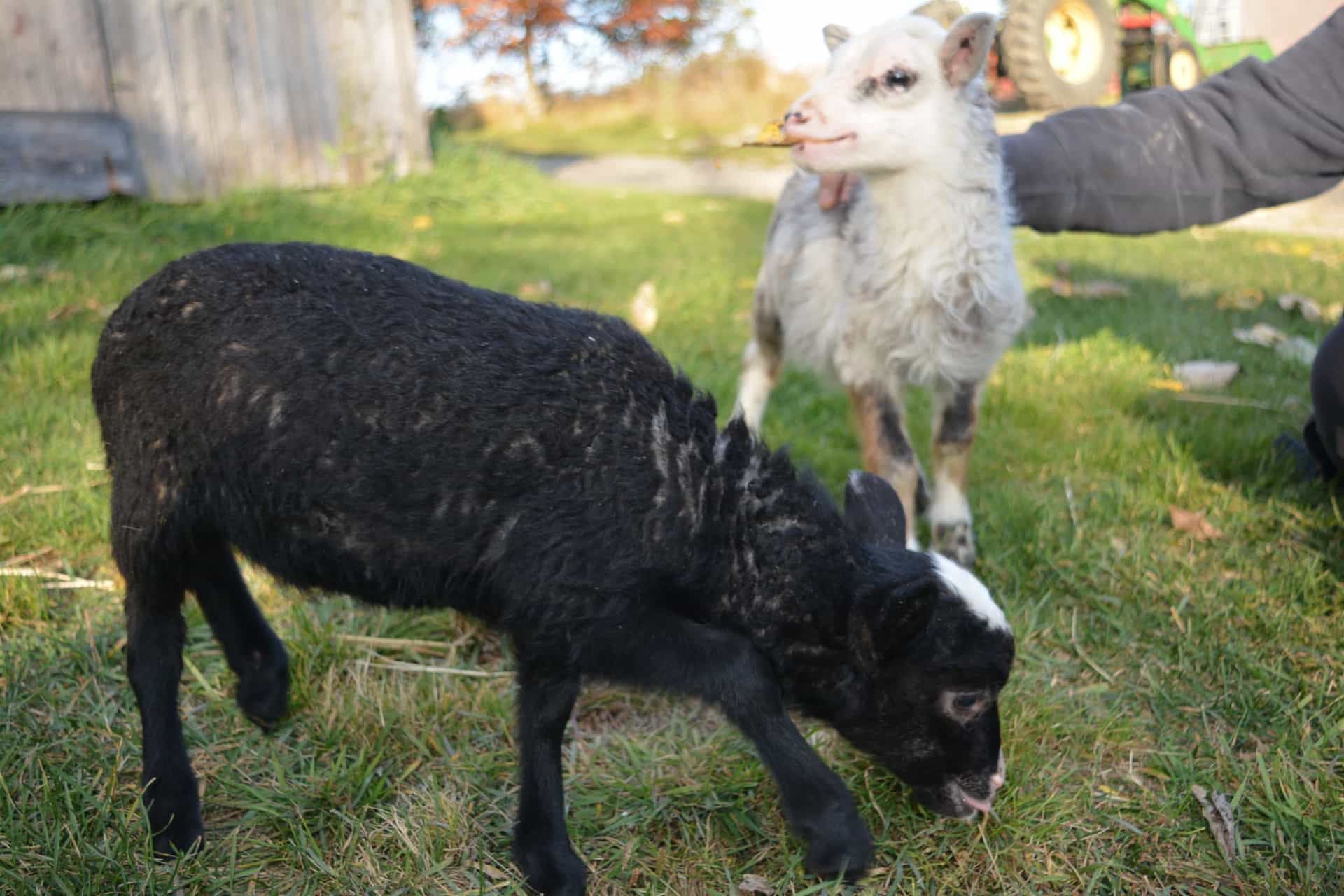 Nos 2 moutons Katara et Suki broutant joyeusement et recevant des caresses