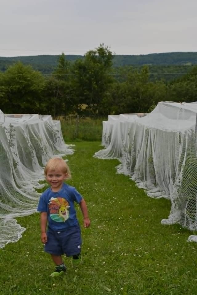Enfant courant joyeusement dans le champ de camerises pendant une activité d'autocueillette